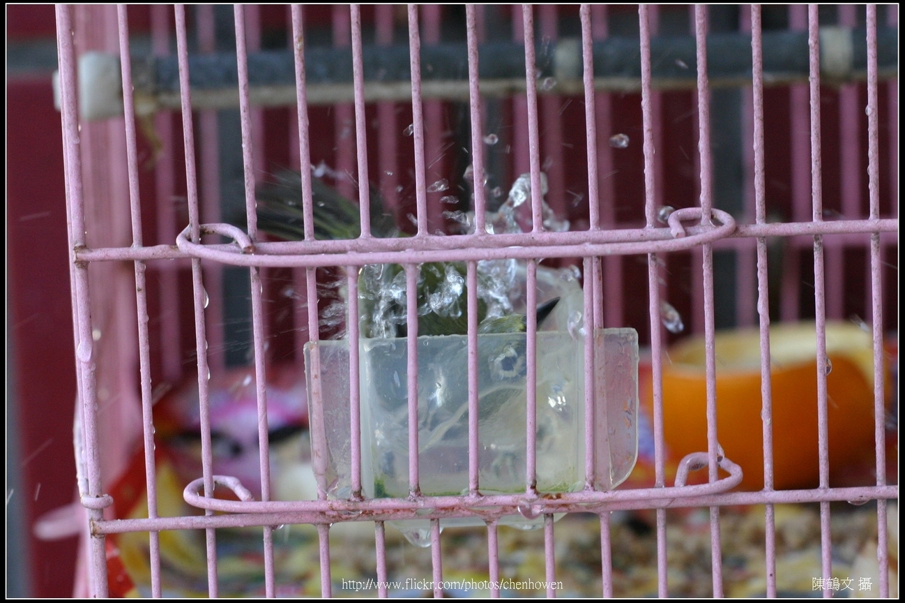 綠繡眼-06 (Japanese White-eye)