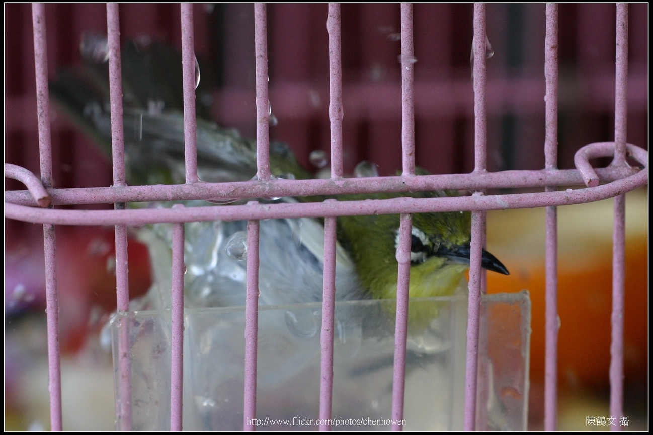 綠繡眼-04 (Japanese White-eye)