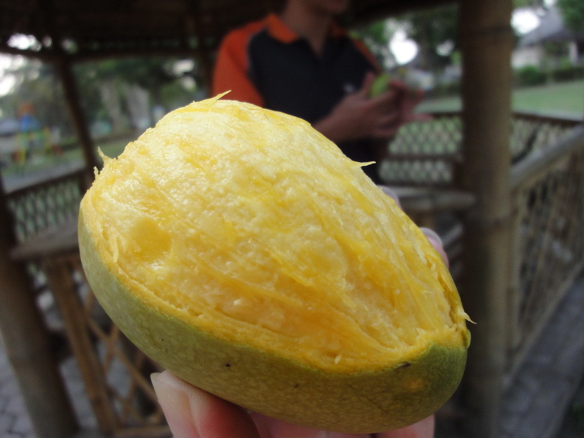 Prambanan遺址公園拾獲的芒果