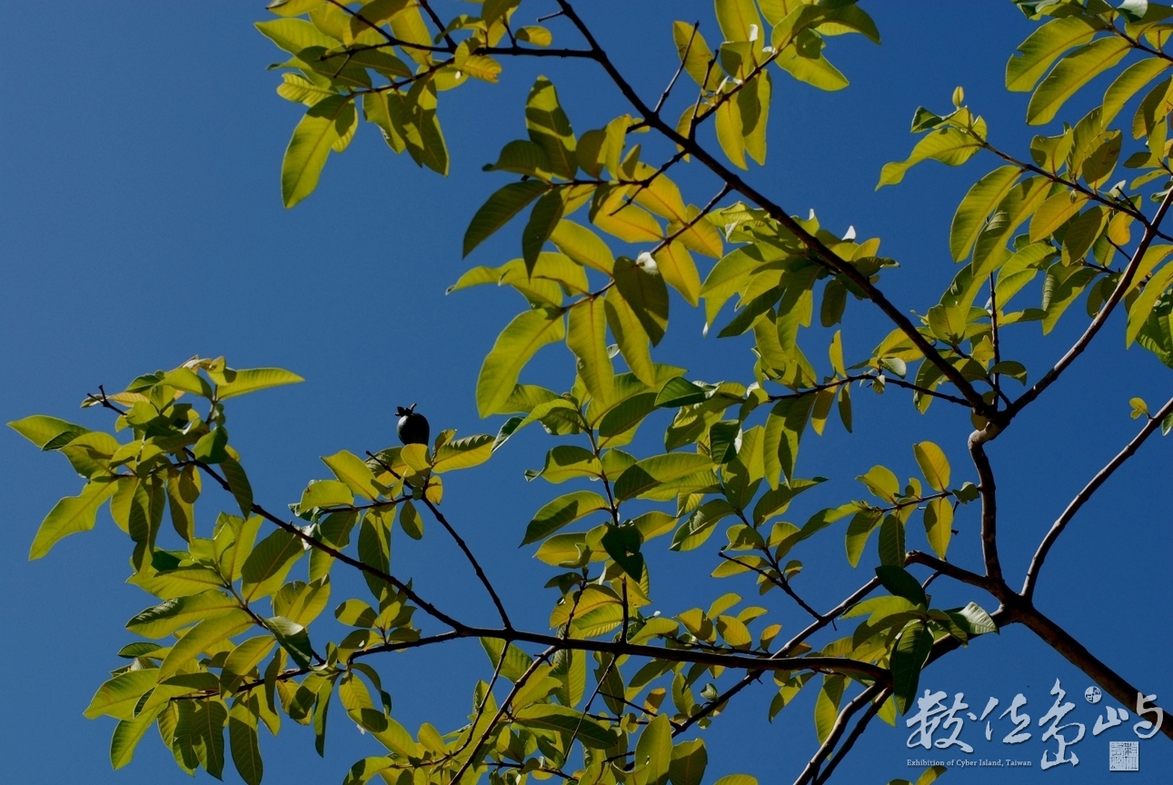 地方文化館˙新竹蕭如松藝術園區