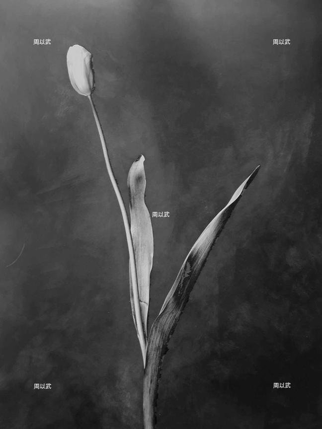 光度-繪畫體素系列