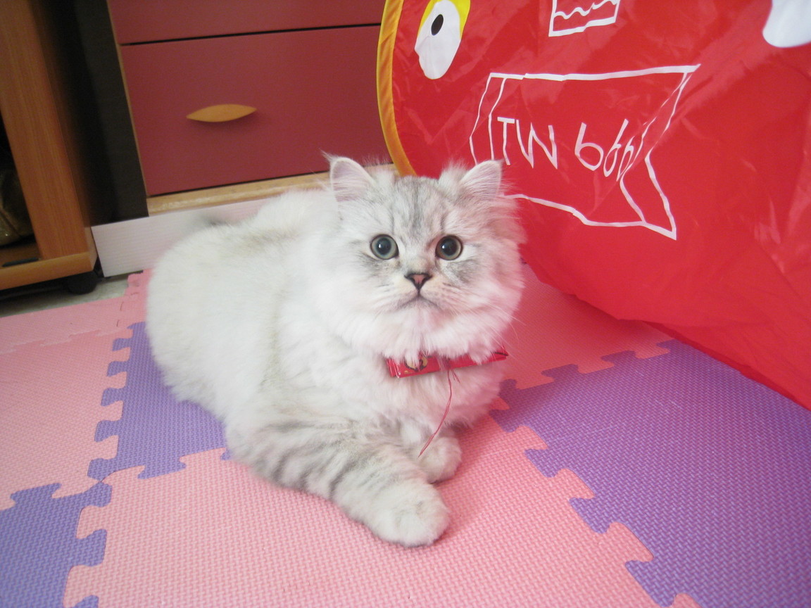 紅包袋小貓與車車