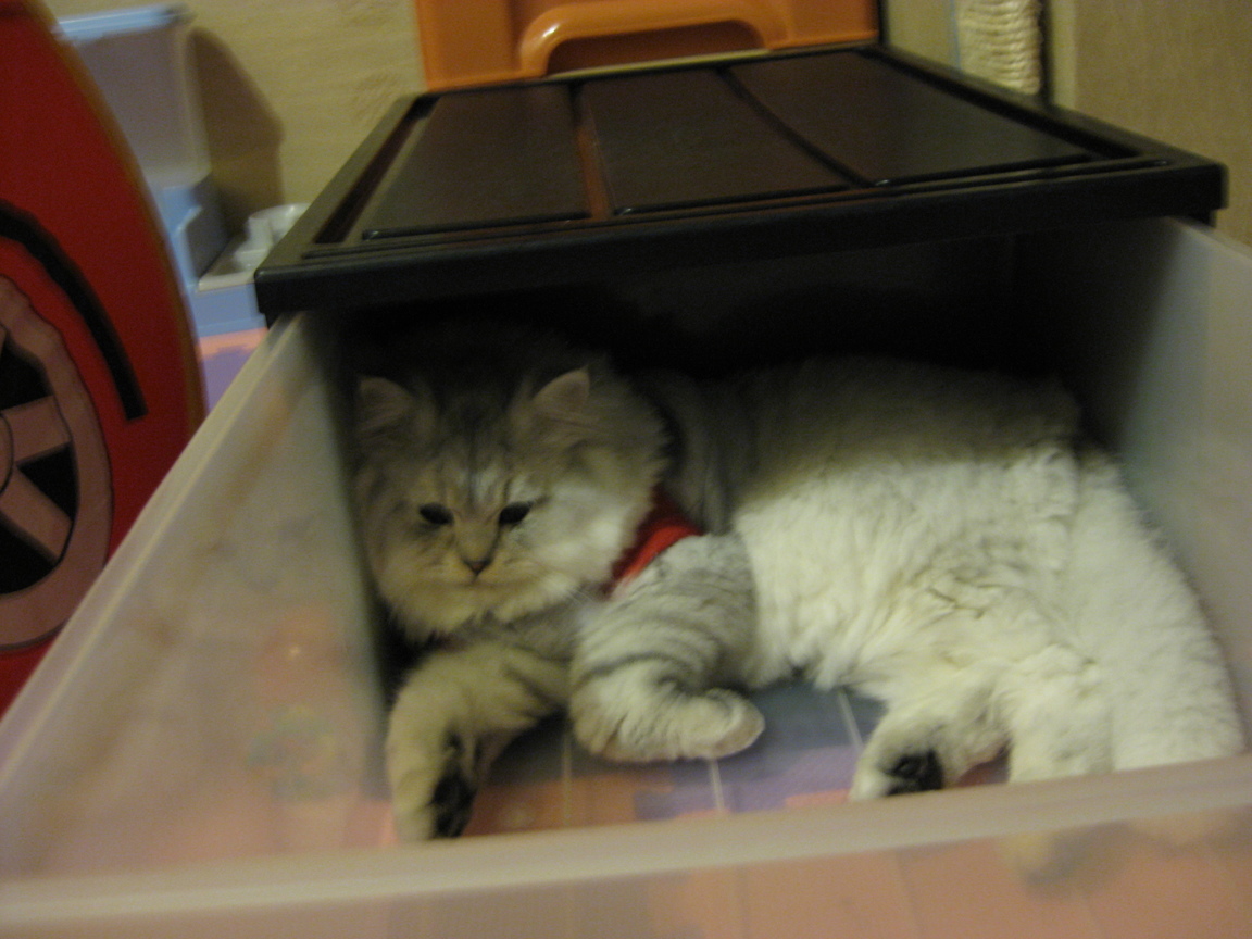 在抽屜裡也可以躺躺