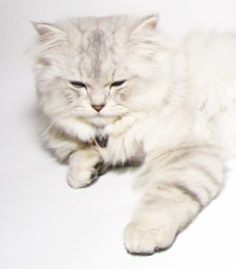 攝影台上的寶兒