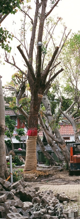 大龍國小內的大龍峒遺址考古探坑˙2009年5月3日