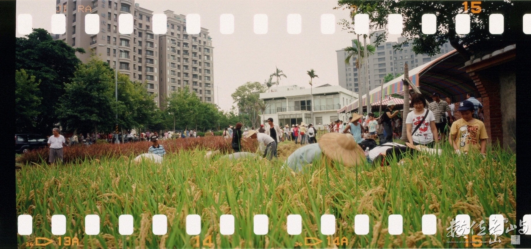 新瓦屋收割˙2009暑假