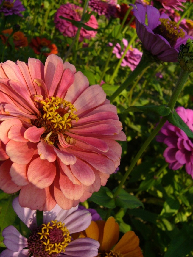 2008/12/21遊走花海