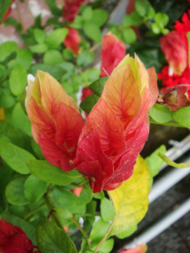 2009/07/26 關仔嶺水火同源附近的花