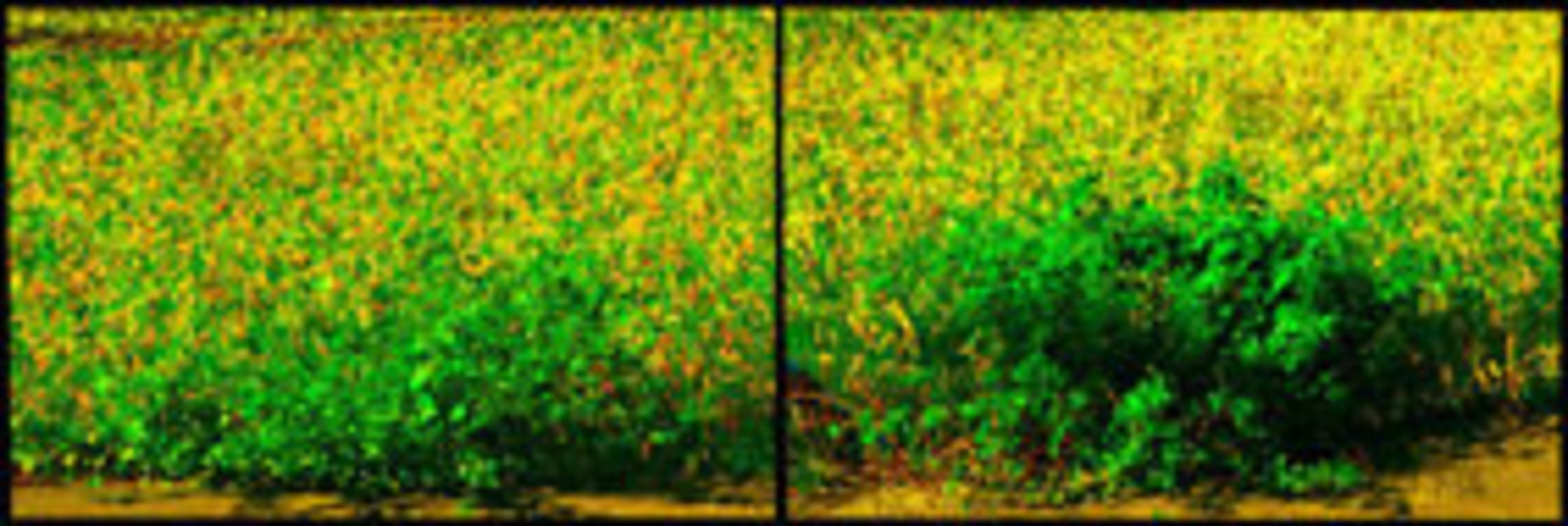 Grain and Frame  My Memory