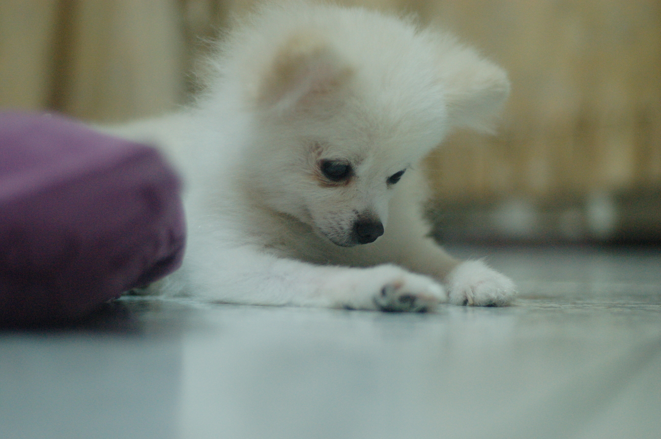 衰鬼大神的午后。