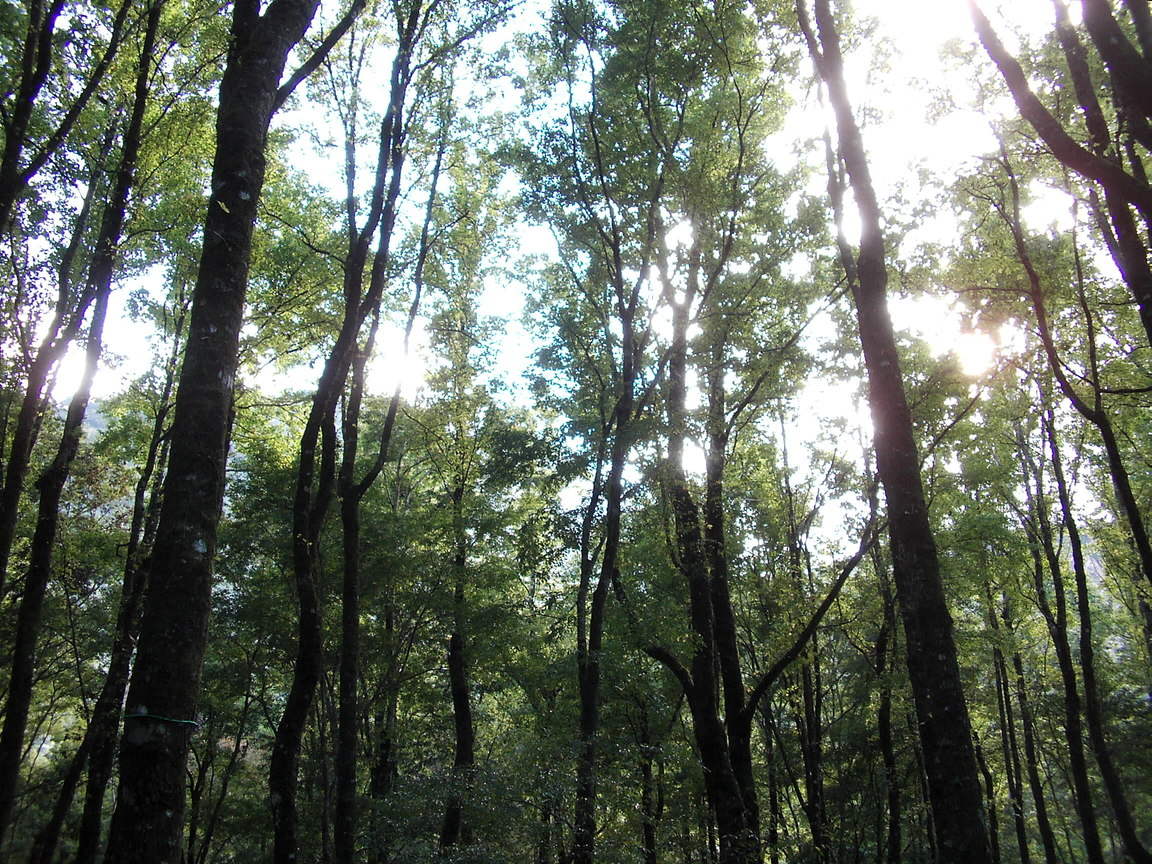 200611所遊奧萬大