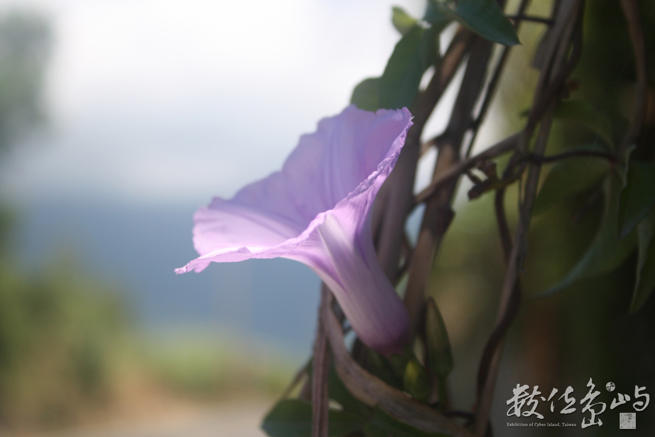 七星潭花花草草