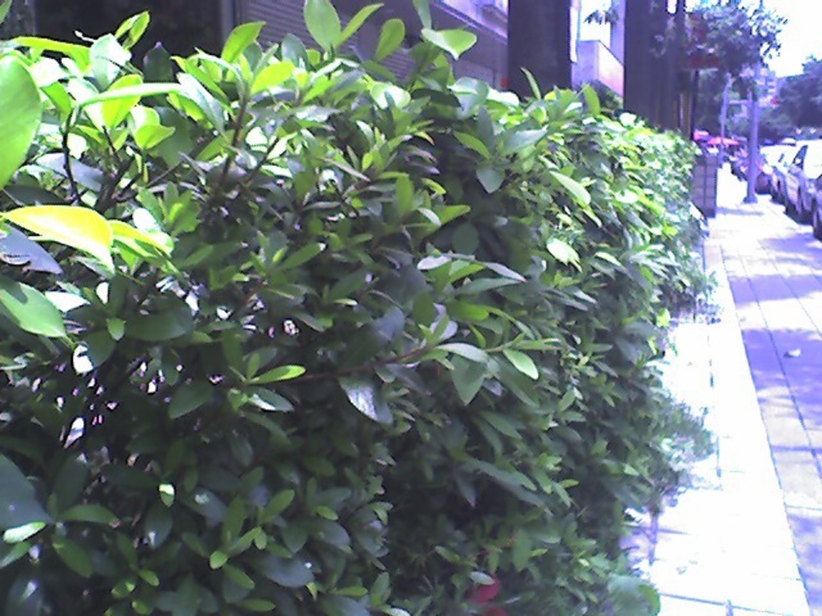 Photo_042907_002