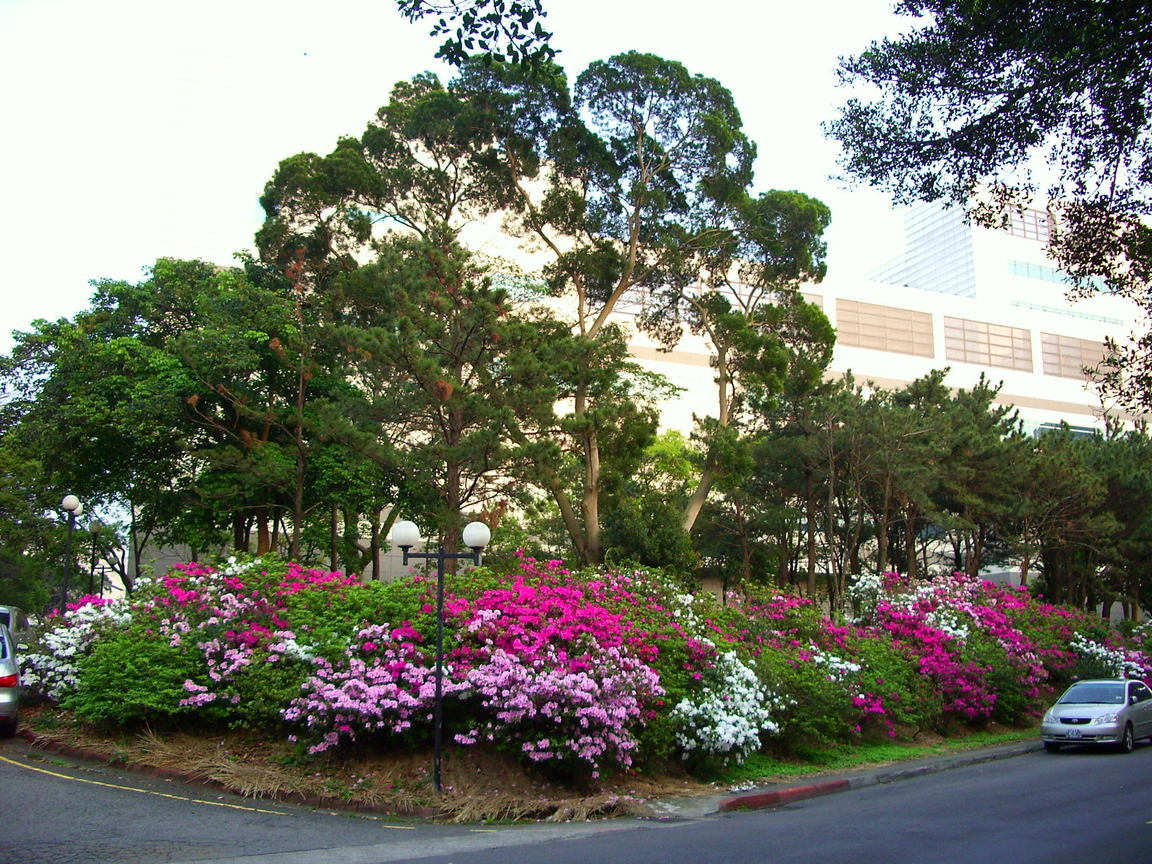 交大也有杜鵑花