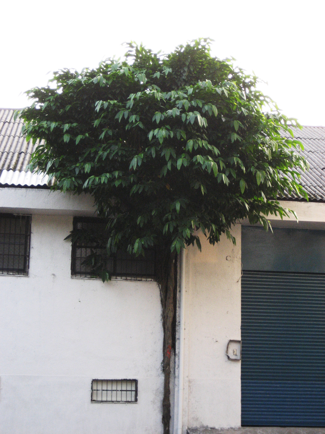 夾縫中求生存長成頭好壯壯一片天