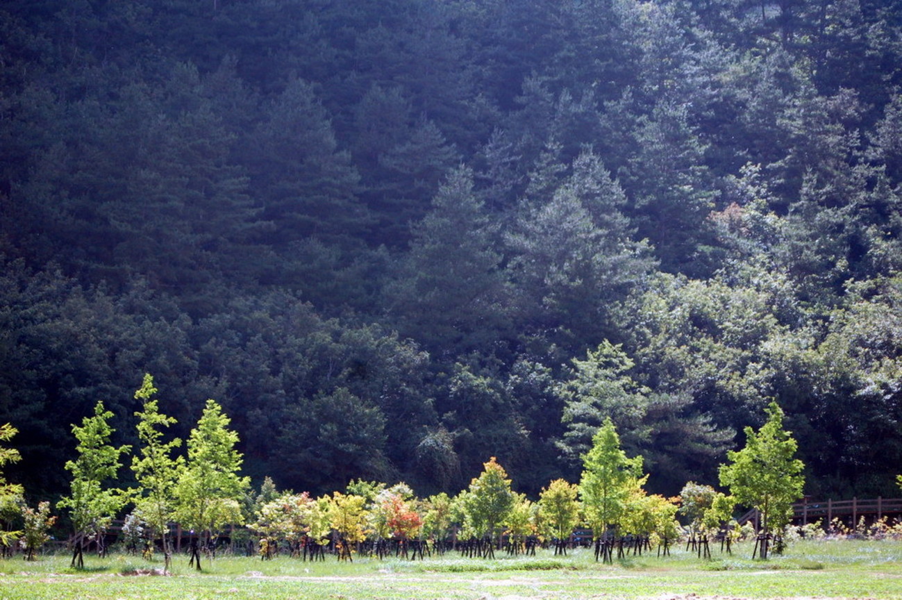 武陵農場露營區