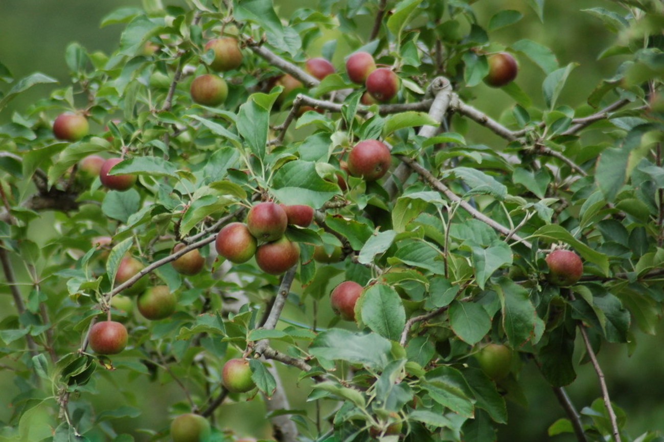 武陵農場蘋果園