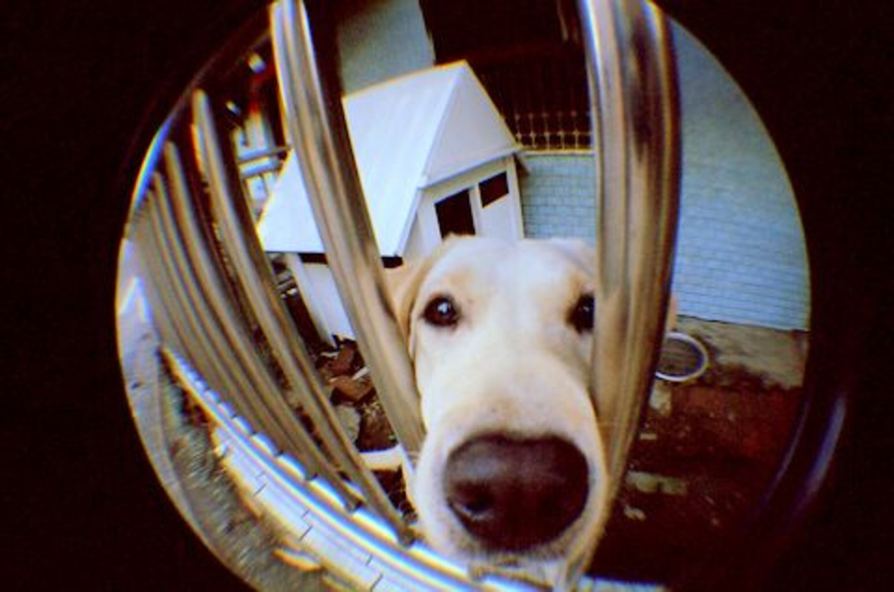 doggy-fd0000