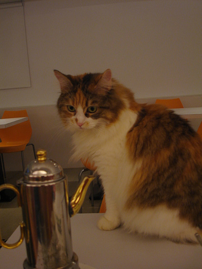 cat-fd0011