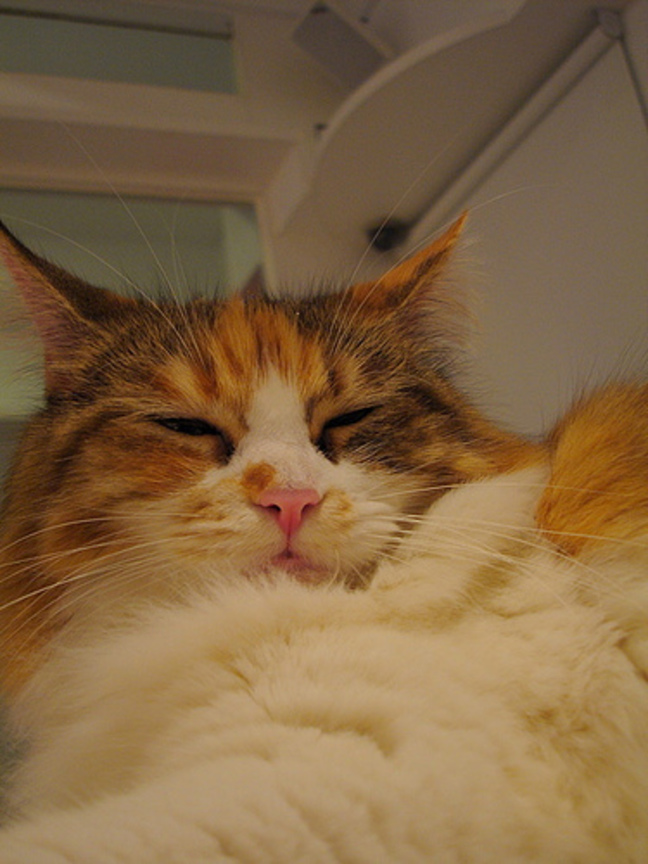 cat-fd0009