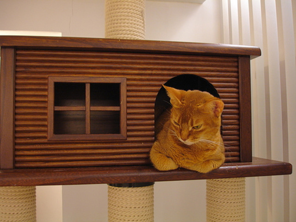 cat-fd0008