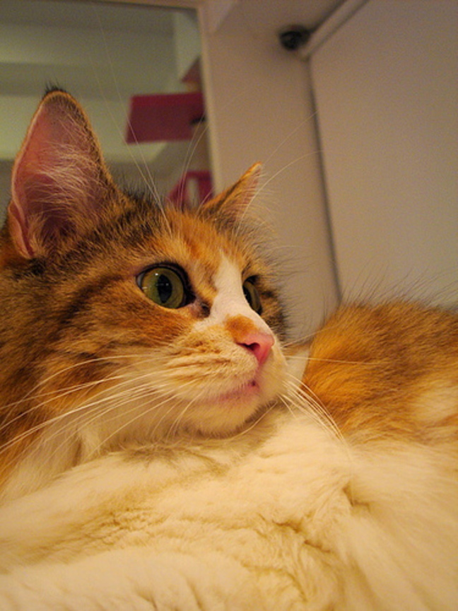 cat-fd0010