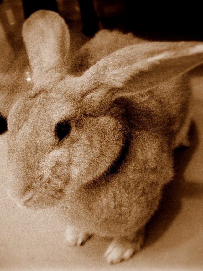 my bunny
