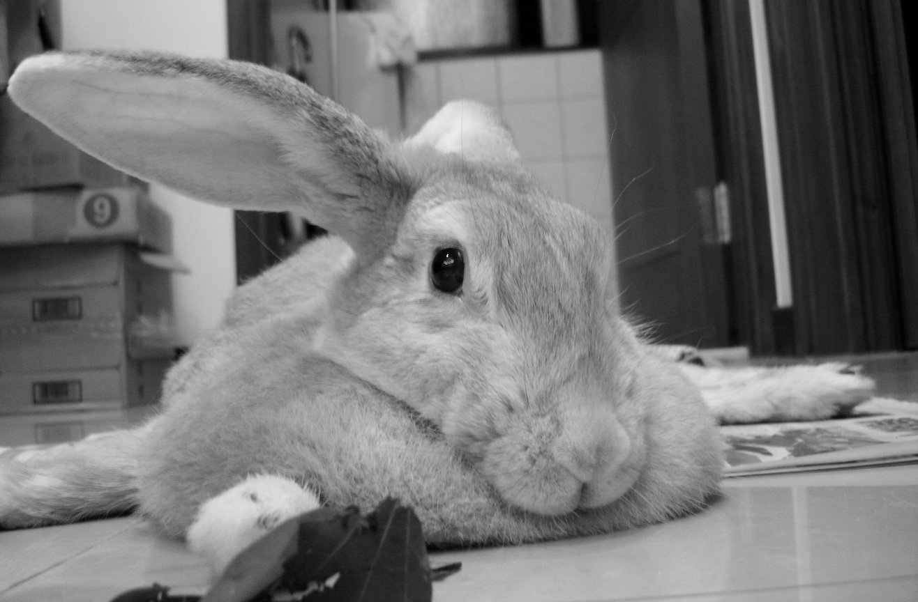 my bunny-fd0000
