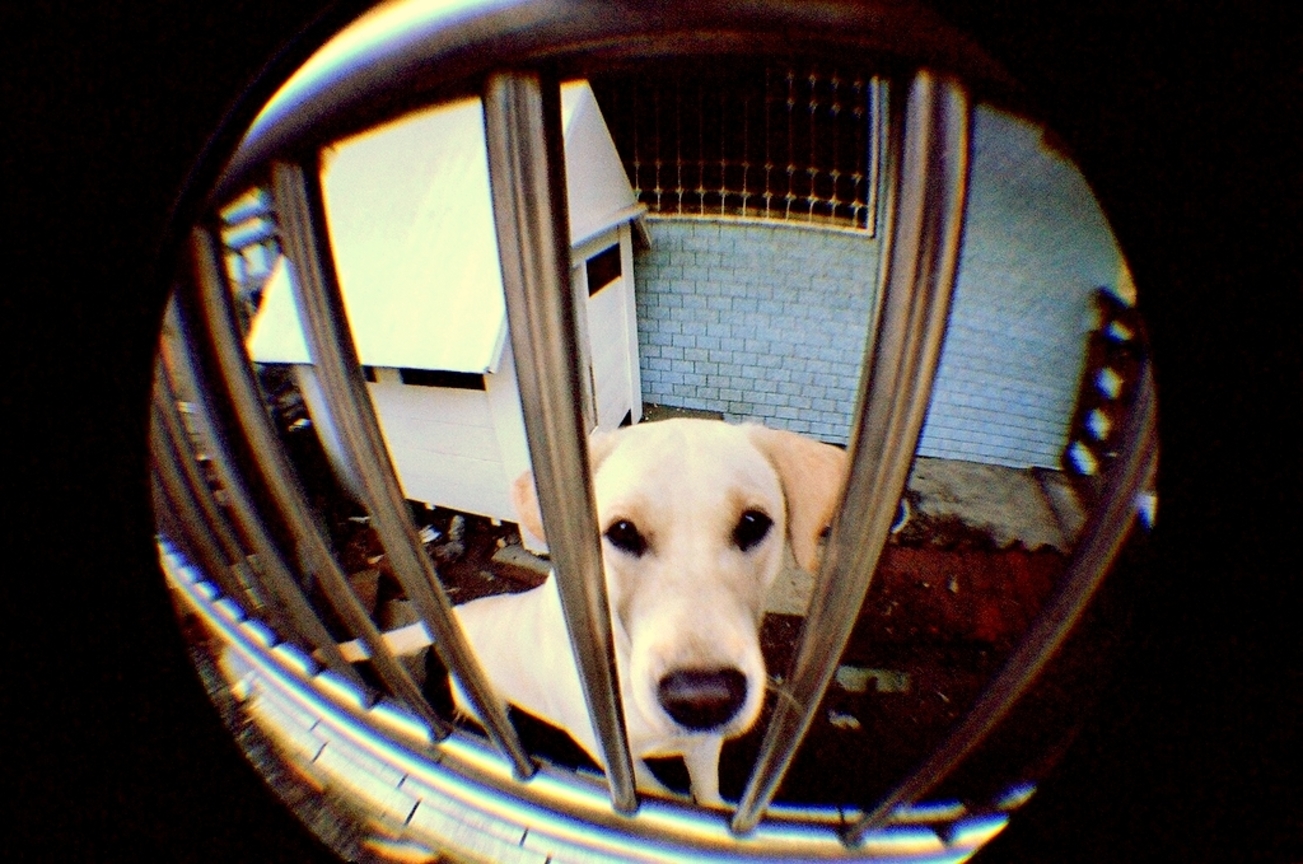 doggyⅡ