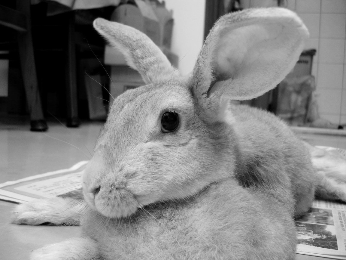 my bunny-fd0002