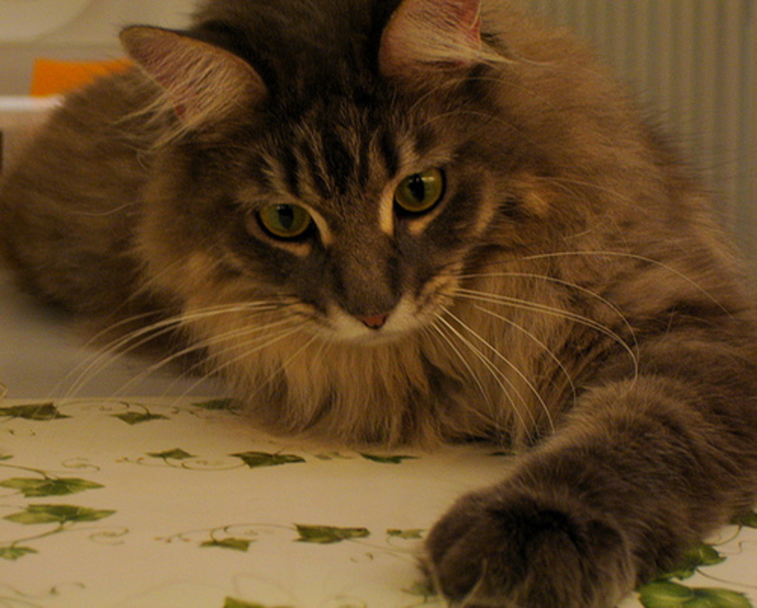 cat-fd0014