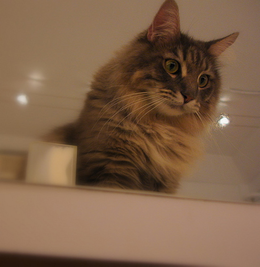 cat-fd0013