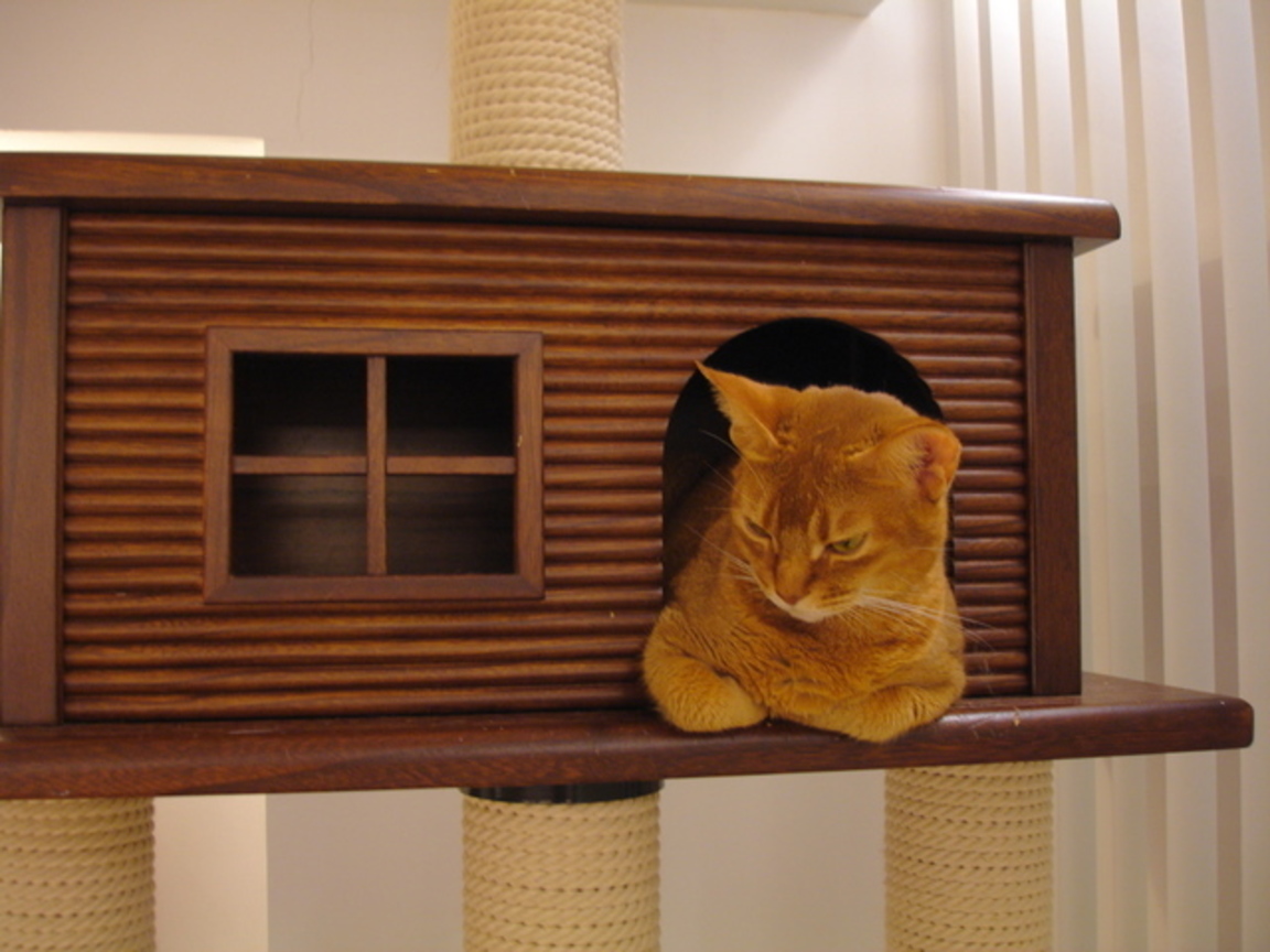 cat