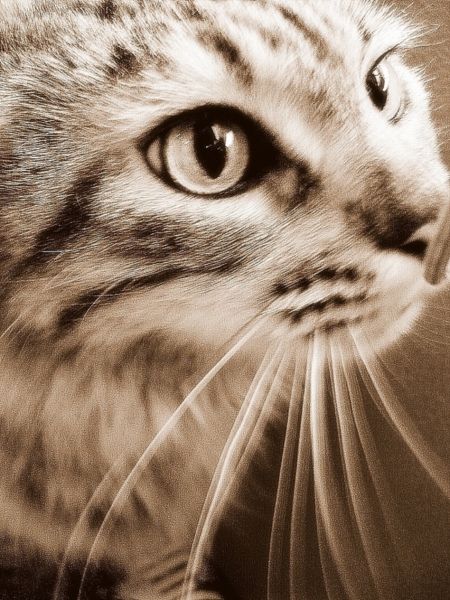 cat-fd0007