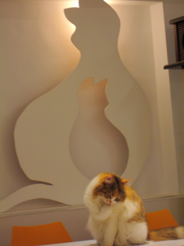 cat-fd0003