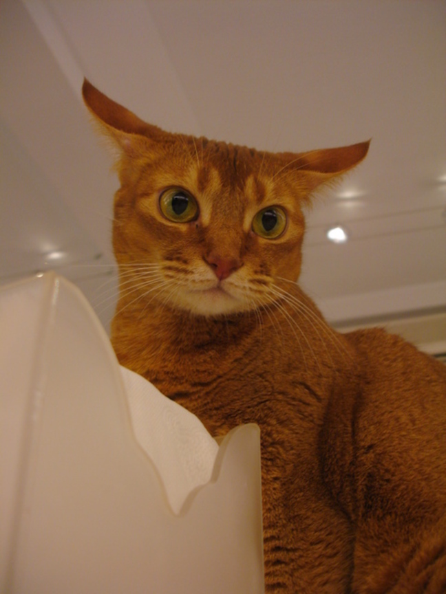 cat-fd0006