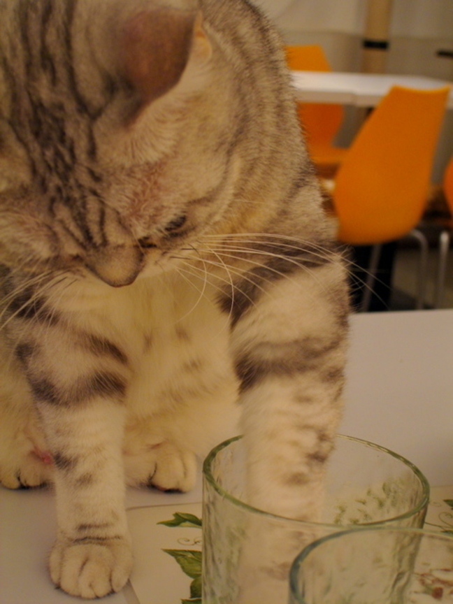 cat（可愛的偷水貓Ⅲ）