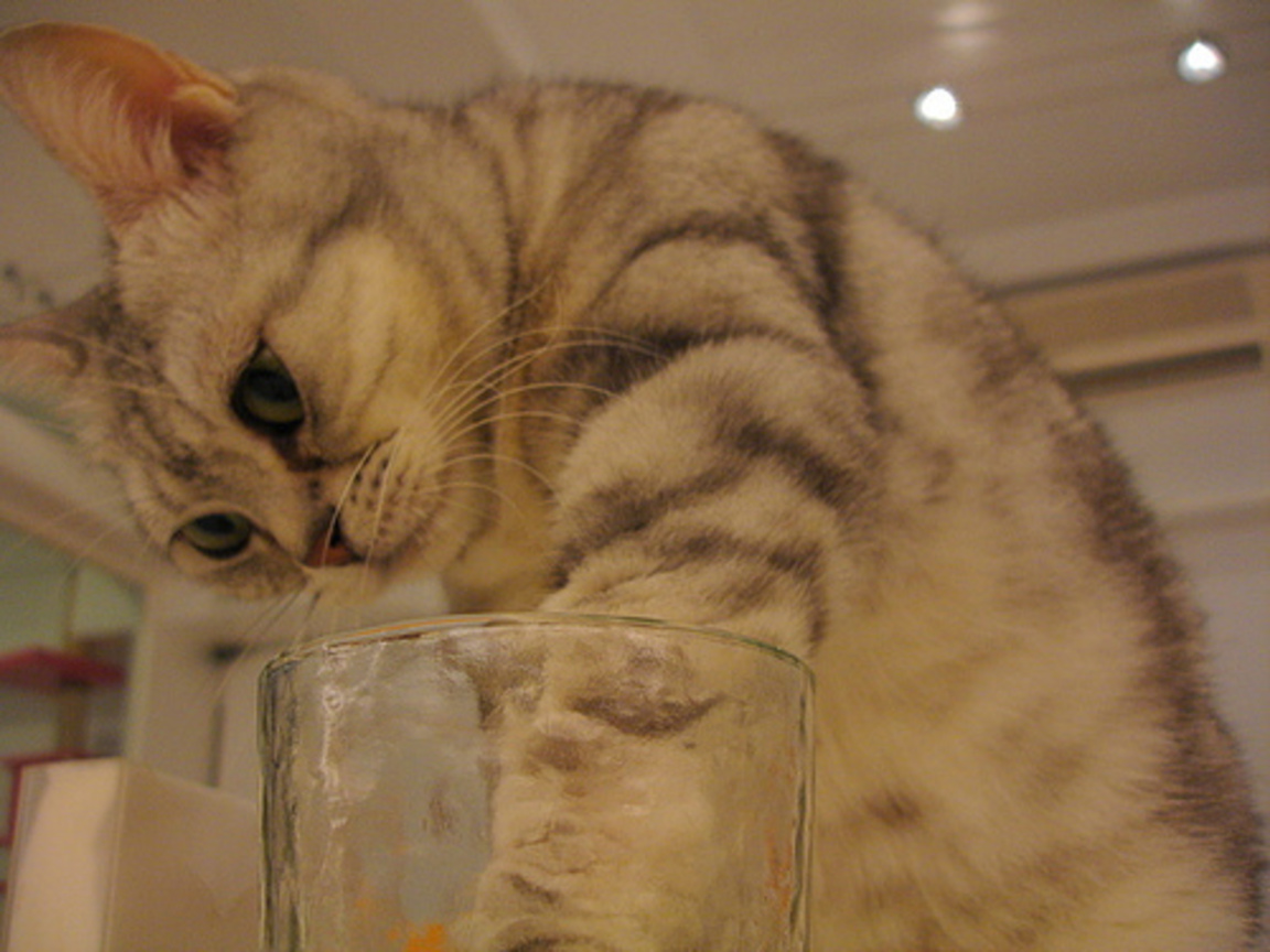 cat（可愛的偷水貓Ⅳ）-fd0000