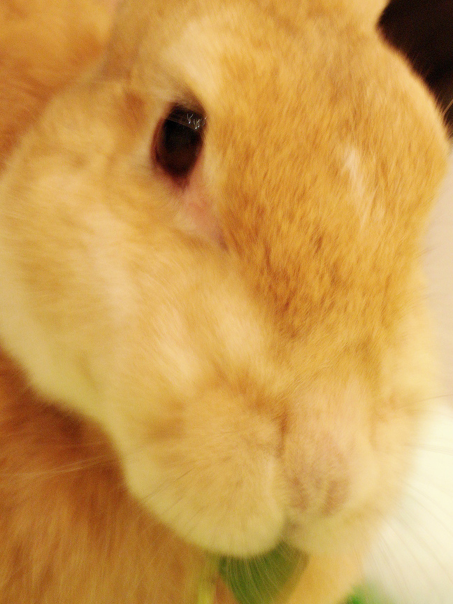 my bunny-fd0023