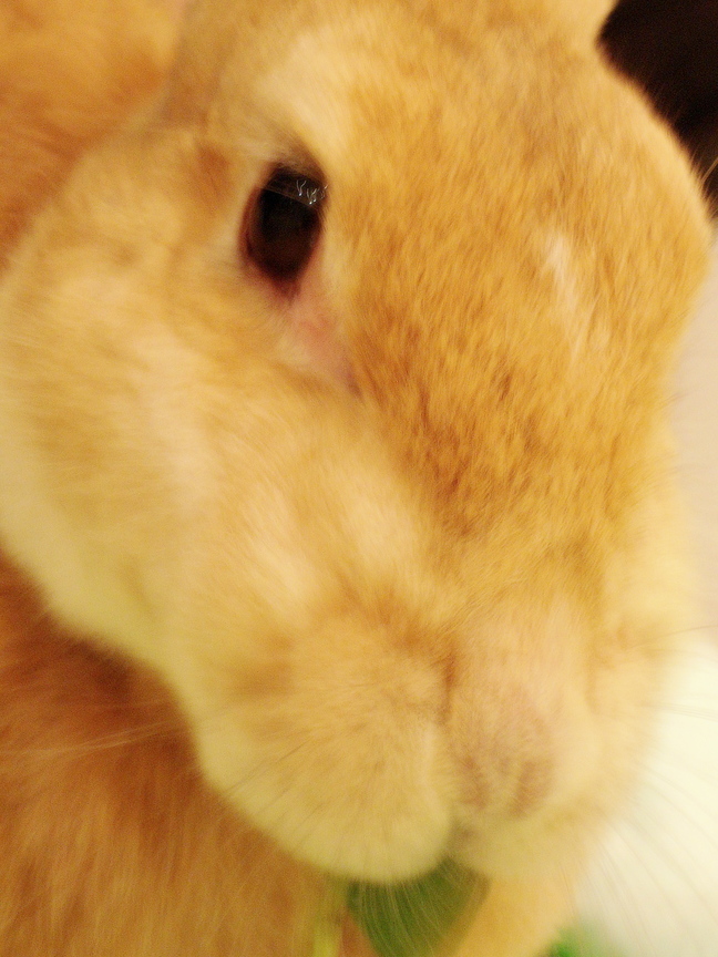 my bunny-fd0009