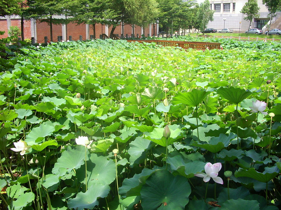 交大荷花池