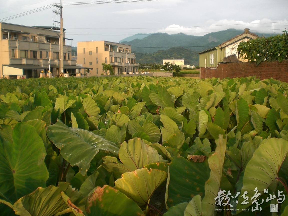 黃昏下的芋頭田與鄉村