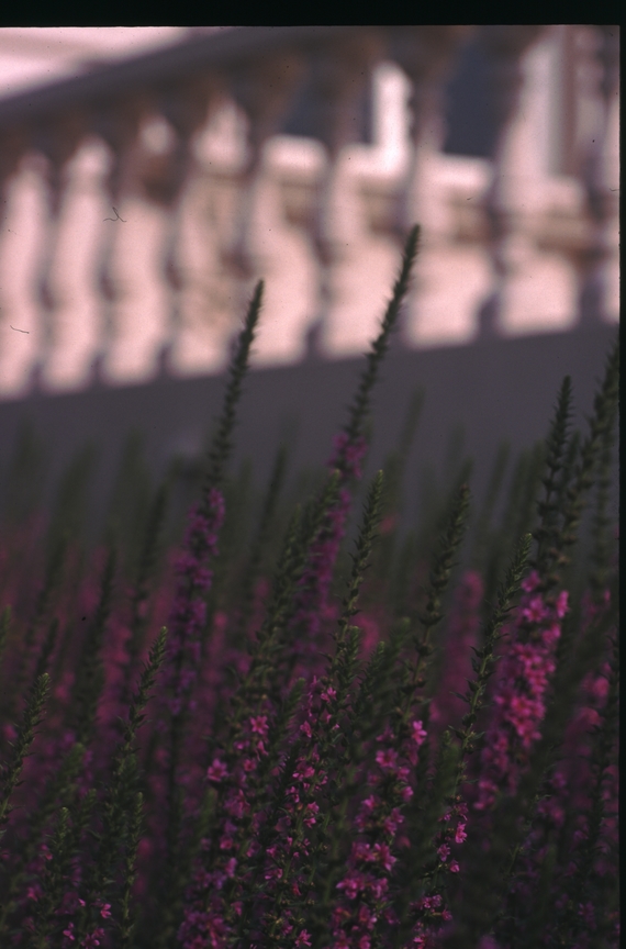 園裡搖曳的花兒