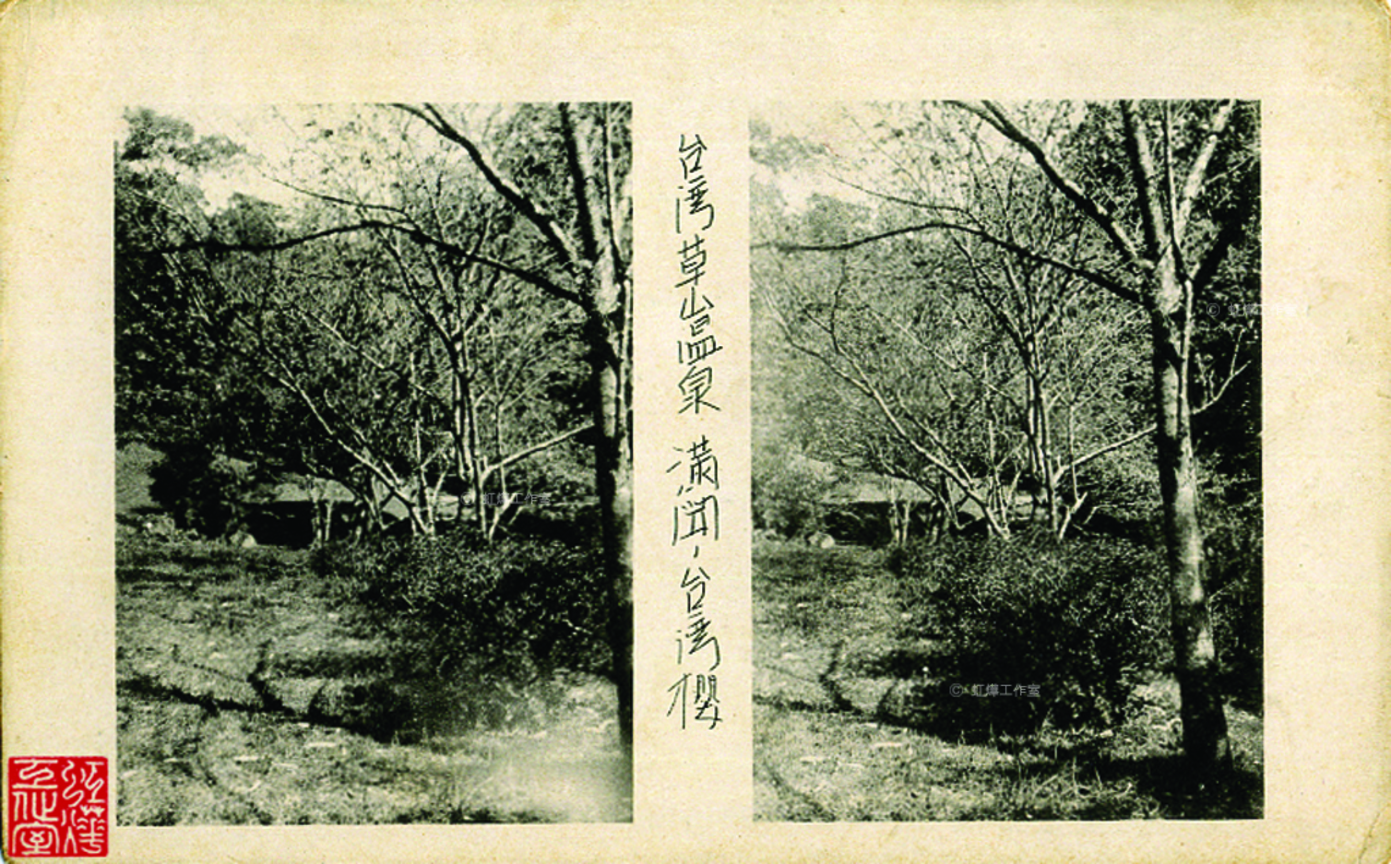 草山台灣櫻