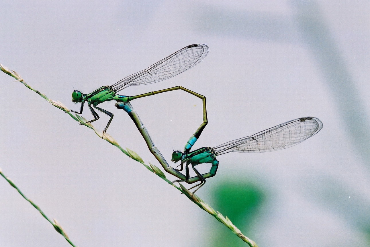 比翼  (青紋細蟌 Ischnura senegalensis)