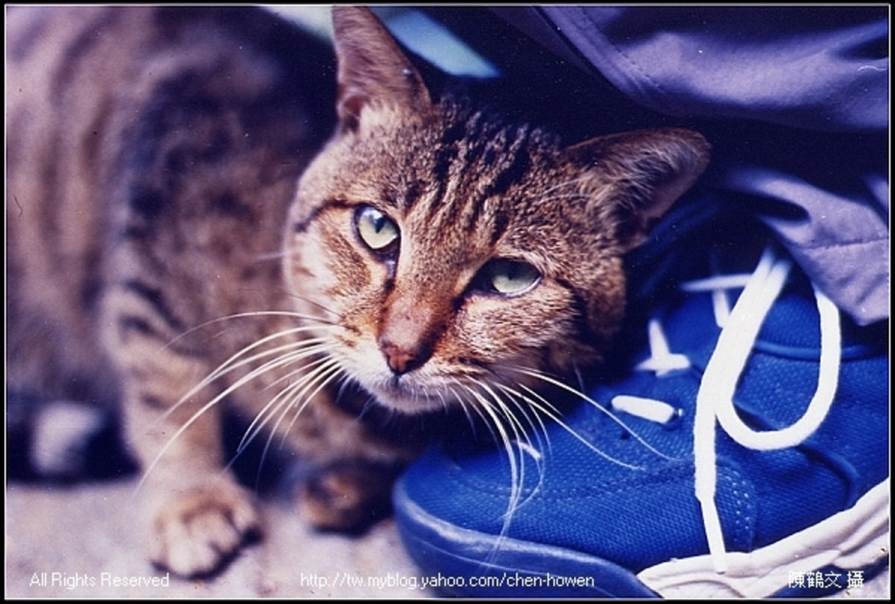 灑嬌的貓咪-Contax C/Y 50mm F1.4
