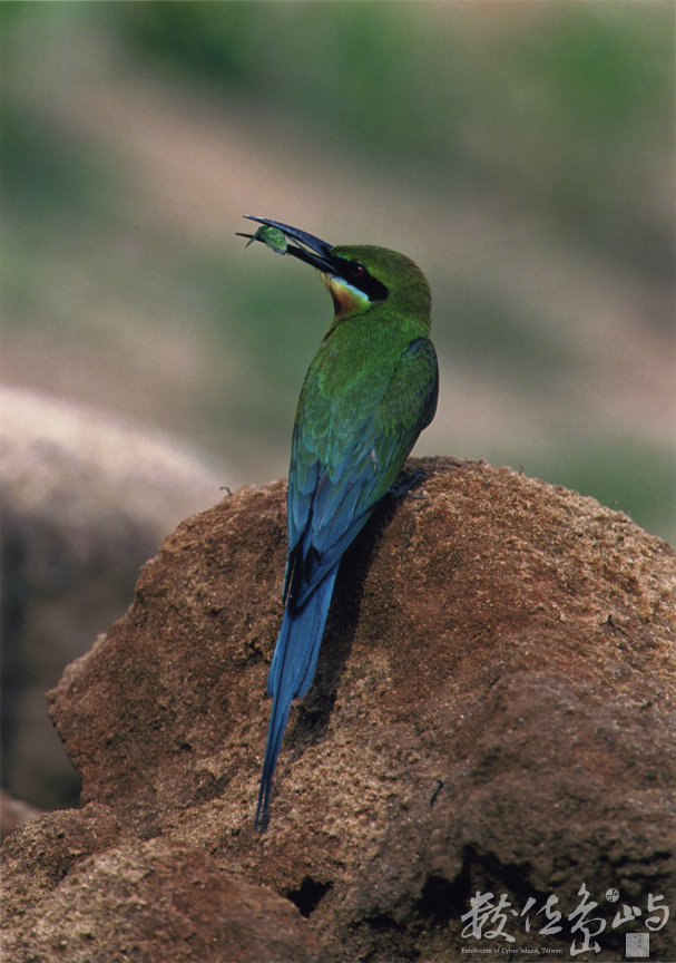 【入選】栗喉蜂虎(排班)-張國樑