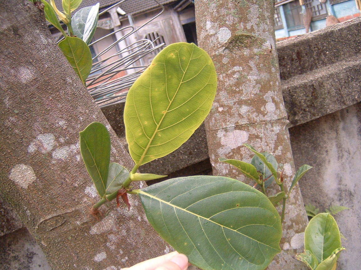綠