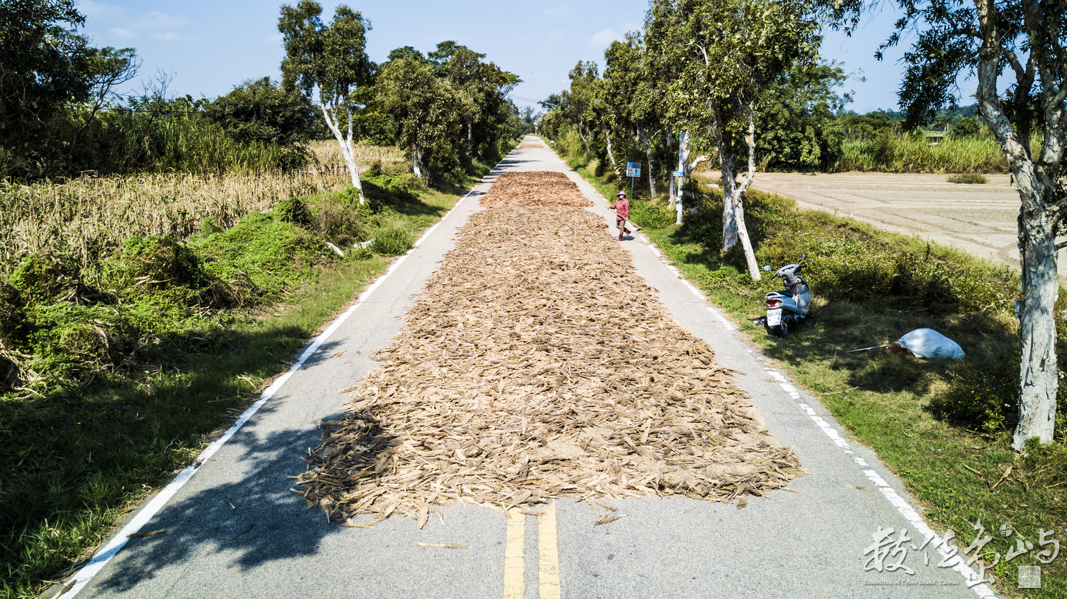 日頭正在好 就是要壓高粱
