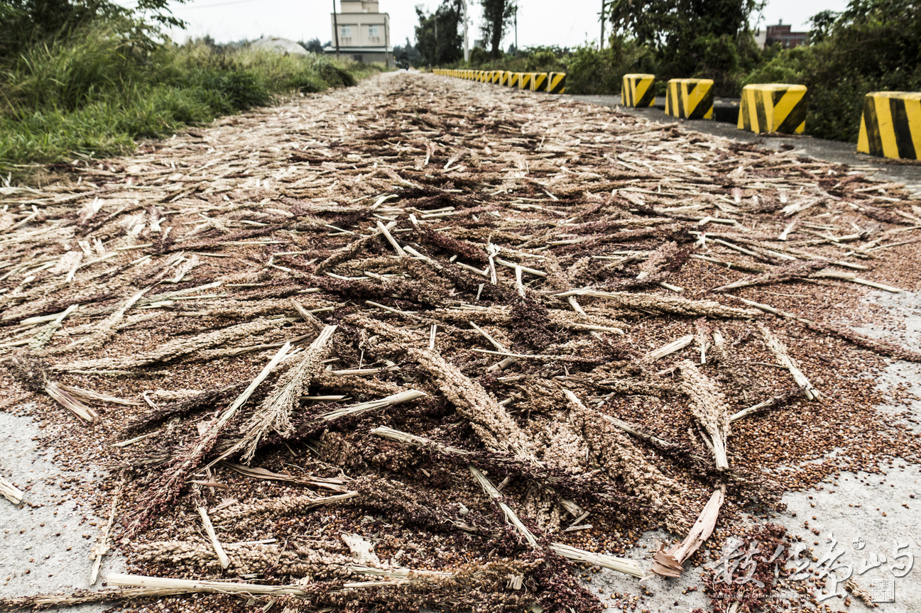 壓馬路順便壓高粱米